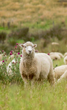 Arran Knit 100% Wool Sheep Scarf